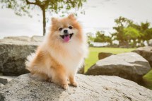 Finding the Perfect Small Dog Breed Near You: A Comprehensive Guide