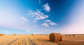 The Role of Local Weather in Agriculture: A Comprehensive Guide